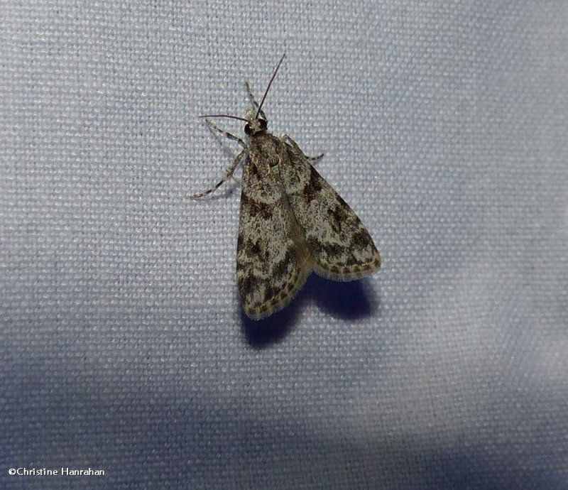 Double-striped scoparia moth (Scoparia biplagialis), #4716