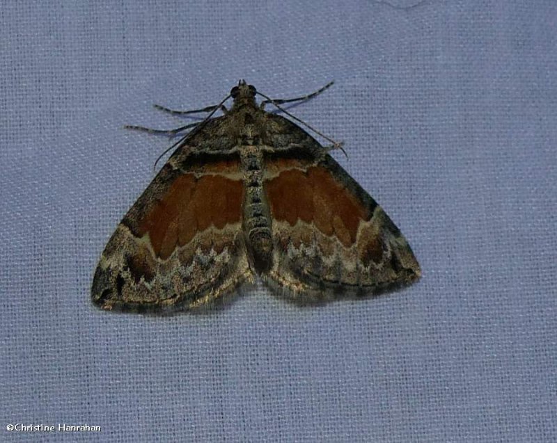 Orange barred carpet moth  (Dysstroma hersiliata), #7189