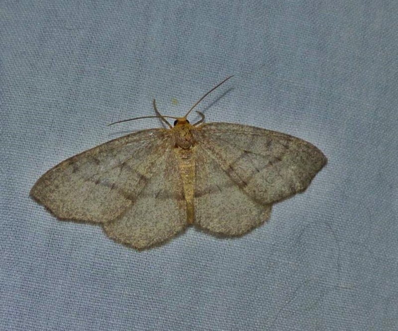 Hemlock looper moth  (Lambdina fiscellaria), #6888