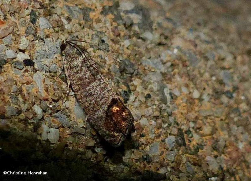 Codling moth  (Cydia pomonella), #3492
