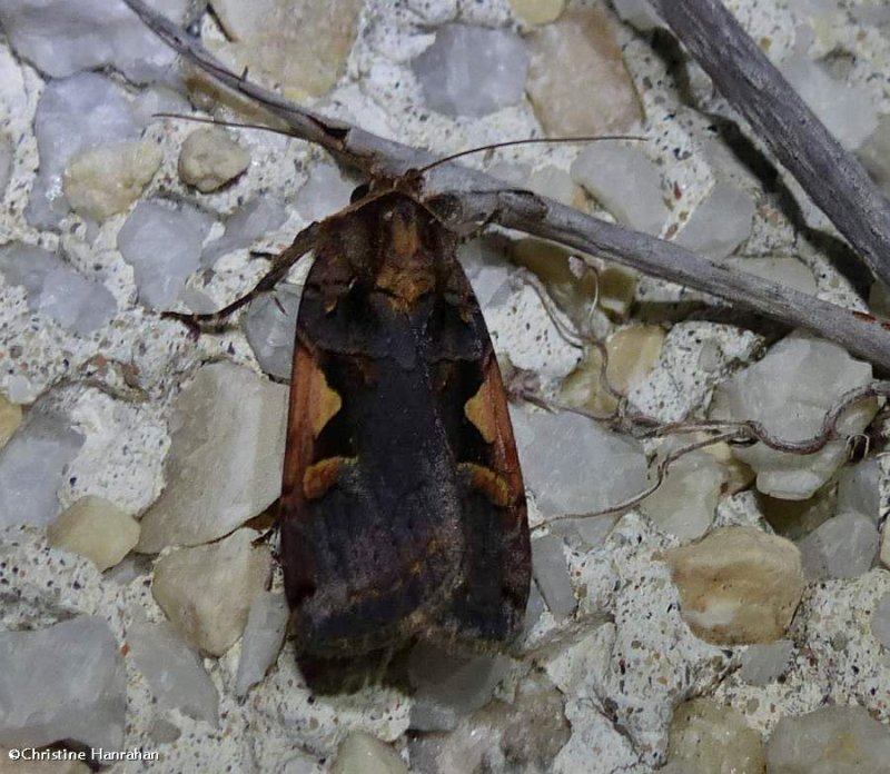 Greater black-letter dart moth (Xestia dolosa ), #10942.1