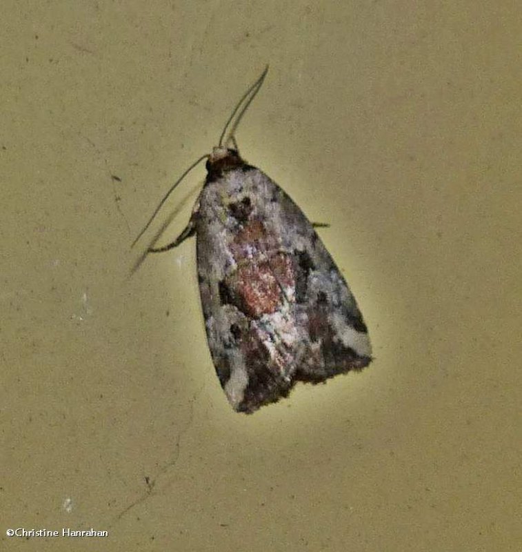 Pale -winged midget  moth (Elaphria alapallida), #9681.1