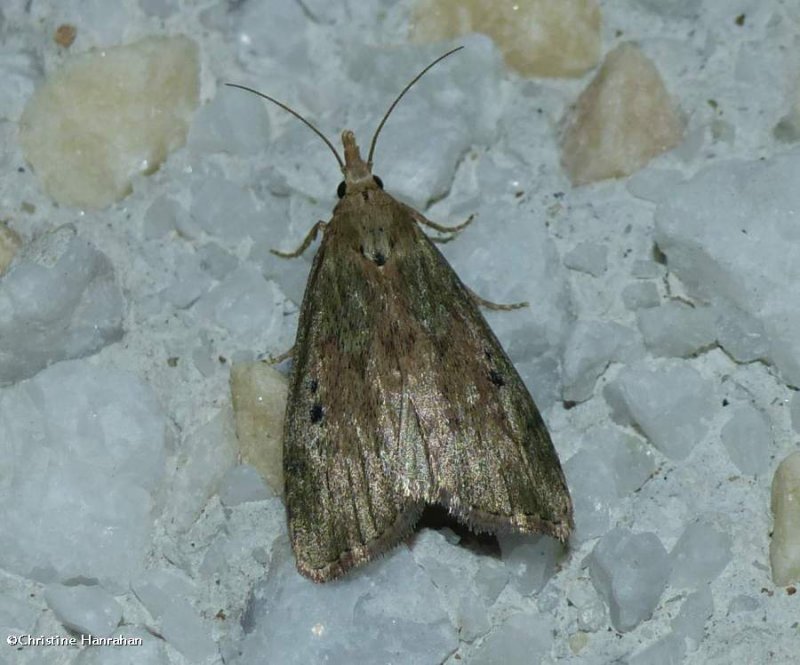 Bee moth, female (Aphomia sociella), #5629