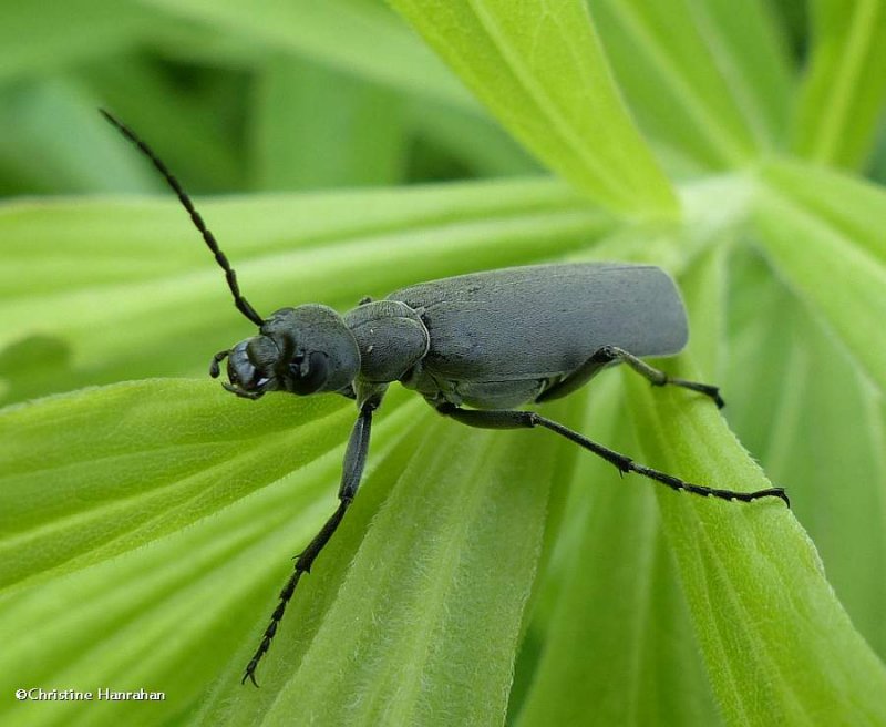 Blister beetle (Epicauta murina)