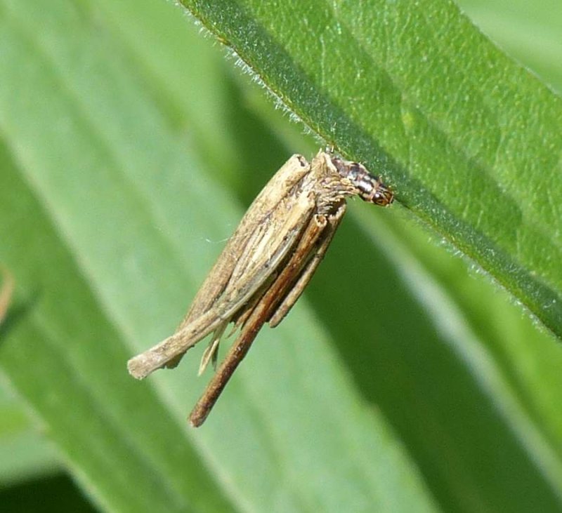 Bagworm moth (Psyche casta), #0437, larva and larval case