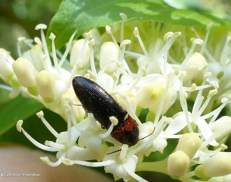 Click beetle (Ampedus rubricus )
