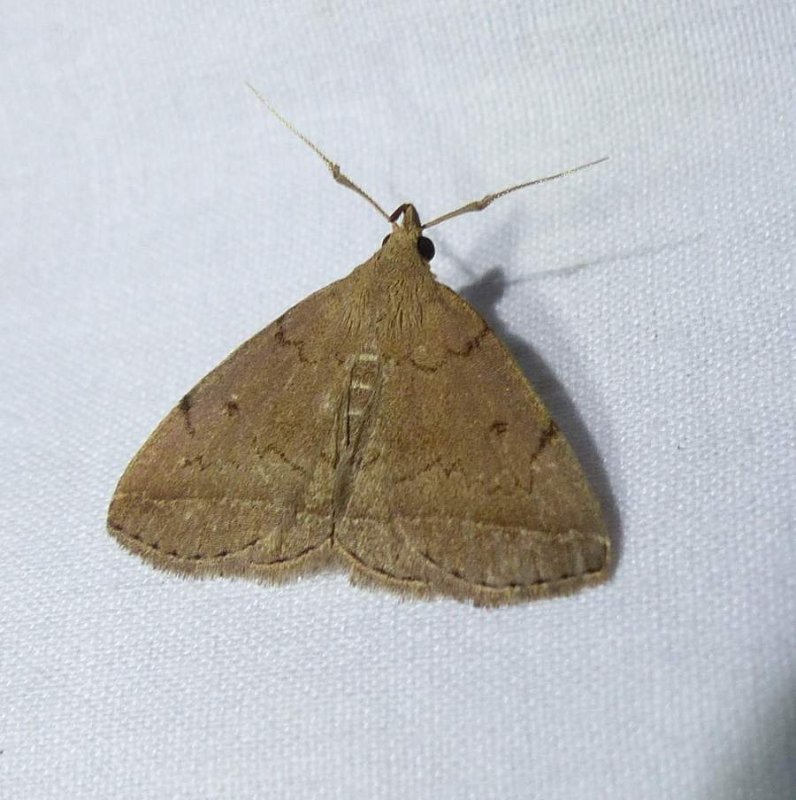 Complex fanfoot  (Zanclognatha protumnusalis), #8349