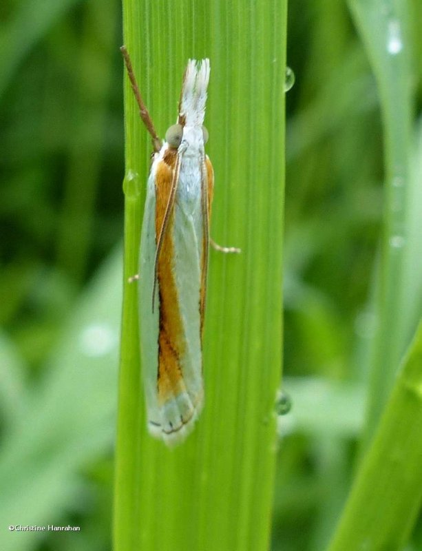 Girard's grass veneer moth (Crambus girardellus), #5365