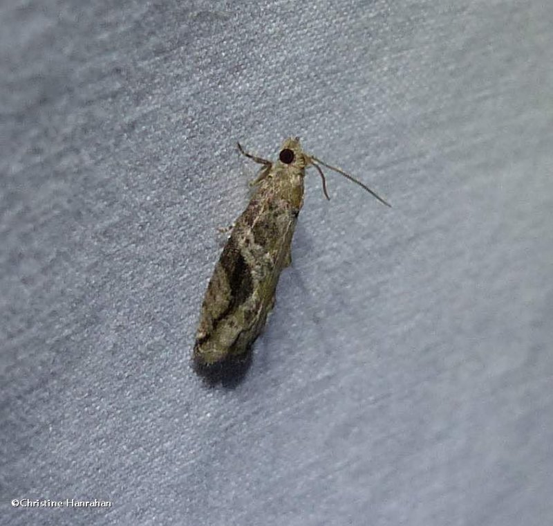 Black-crescent Proteoteras moth (Proteoteras crescentana), #3233
