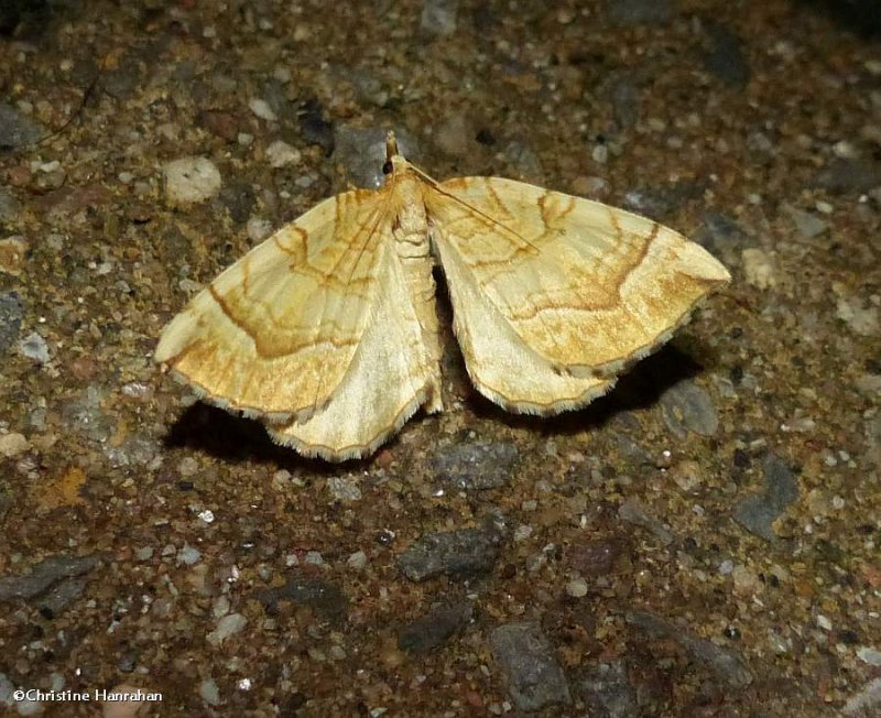 Grapevine looper moth (Eulithis diversilineata or gracilineata) 