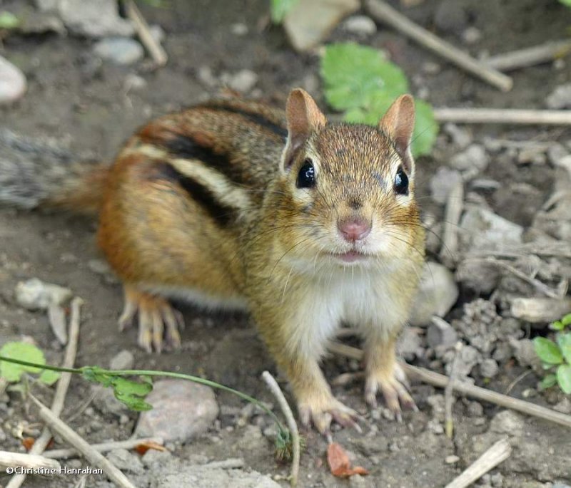 Eastern chipmunk