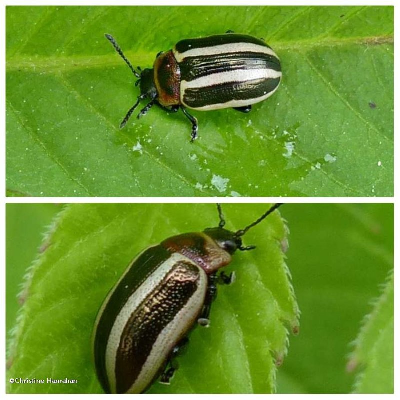 California calligrapha beetle (Calligrapha californica)