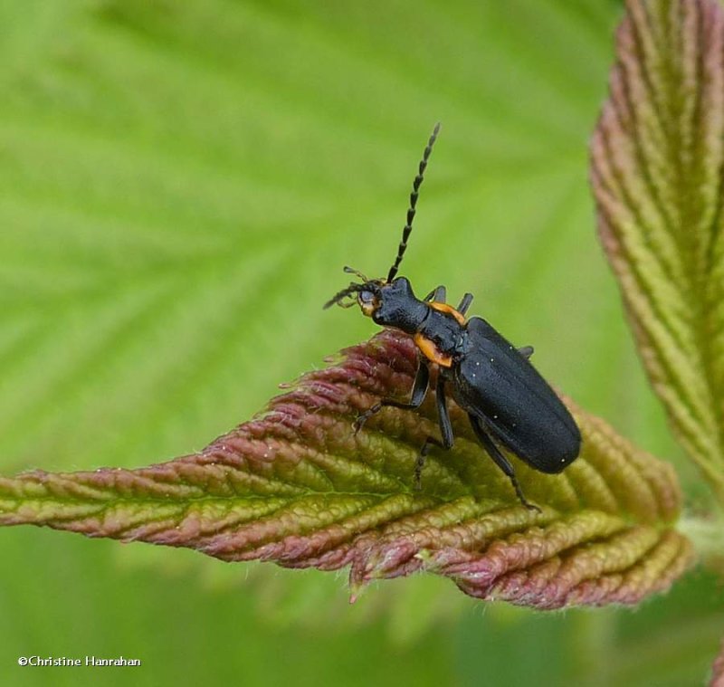 Soldier beetle (Podabrus rugosulus)