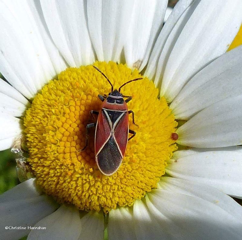 White-crossed Seed bug (Neacoryphus bicrucis)