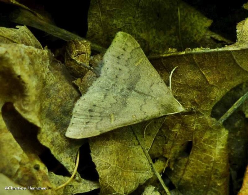 Sober renia moth (Renia sobrialis), #8387
