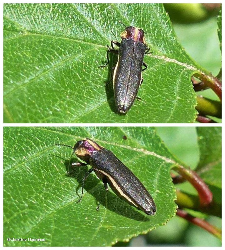 Hawthorn root borer beetle (Agrilus vittaticolis)
