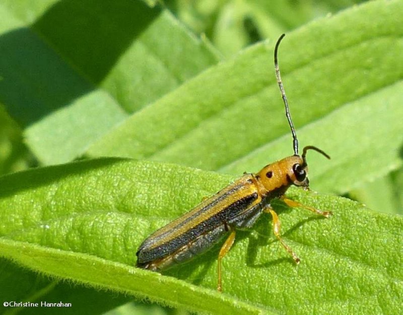 Dogwood twig borer (<em>Oberea tripunctata</em>)