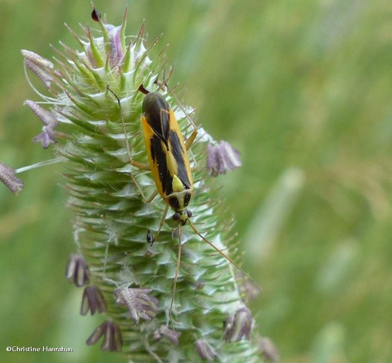 Two-spotted plant bug (Stenotus binotatus)