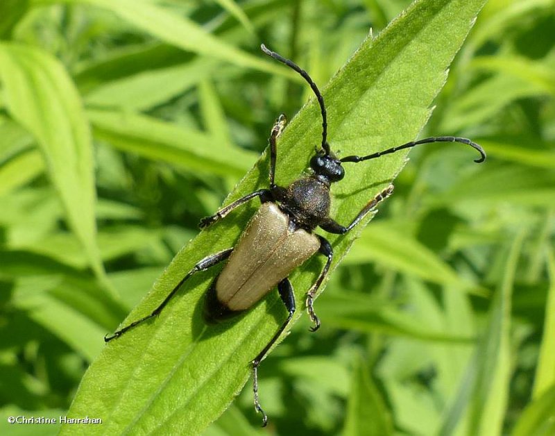 Flower longhorn beetle (Trigonarthris minnesotana)