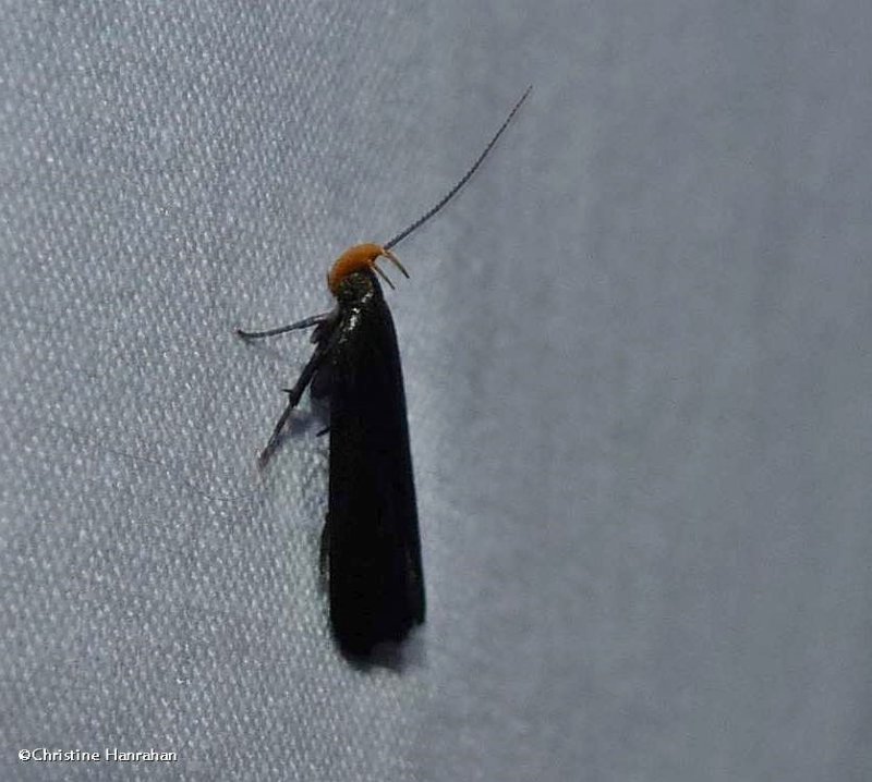 Moth (Dichomeris purpureofusca), #2308