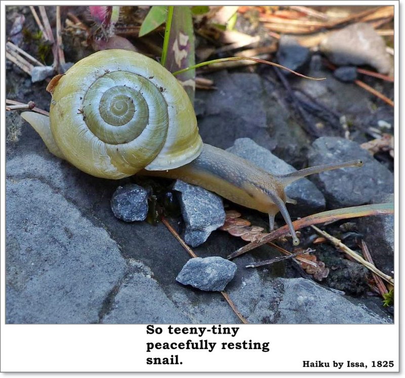 Snail  