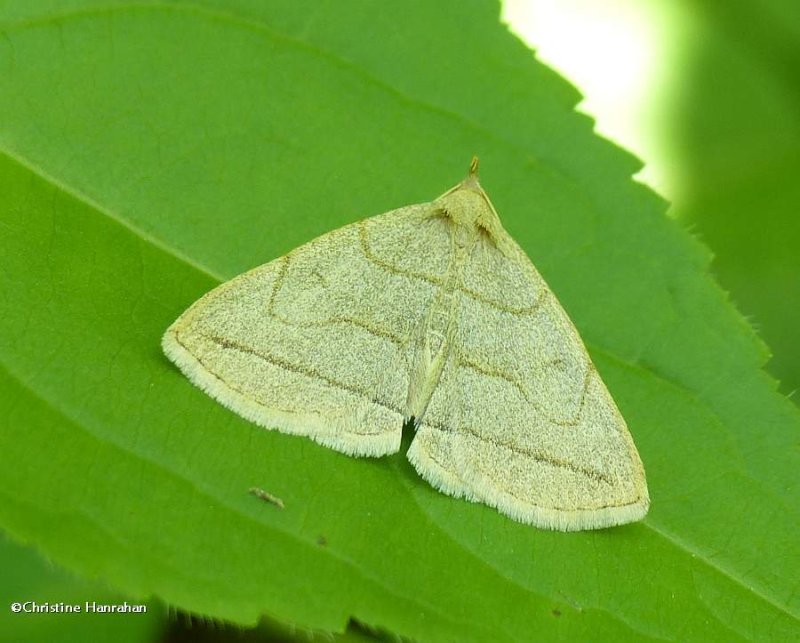 Grayish zanclognatha moth (Zanclognatha pedipilalis), #8348