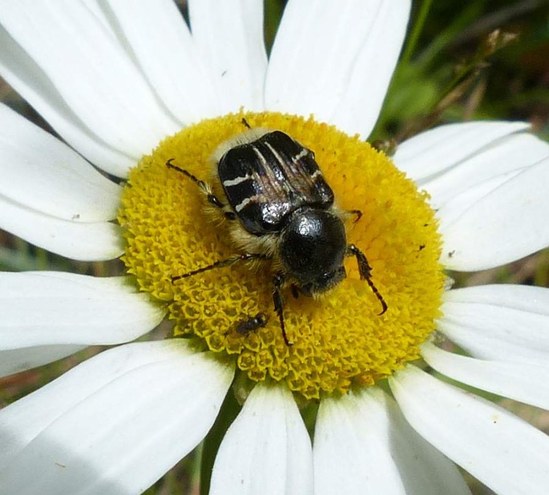 Flower scarab beetle (Trichiotinus affinis)