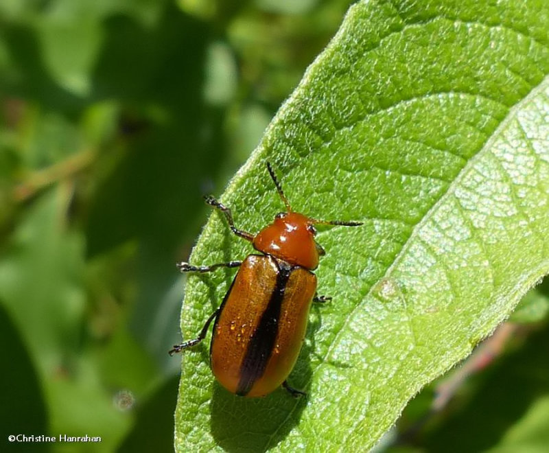 Clay-coloured beetle  (<em>Anomoea laticlavia</em>)