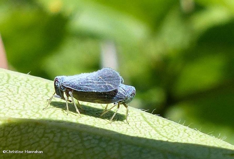 Planthopper, Derbid (Cedusa)