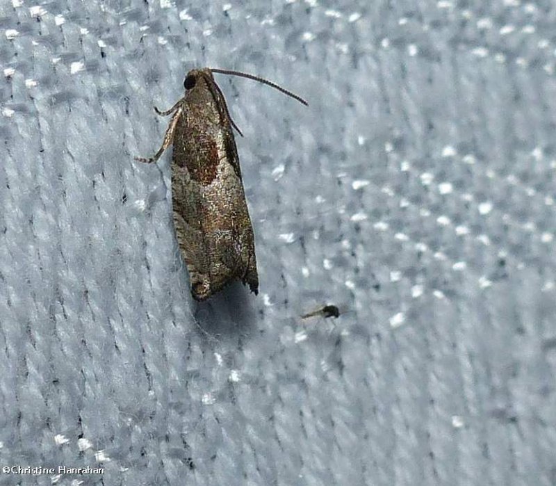 Tortricid moth (Gypsonoma salicicolana), #3228