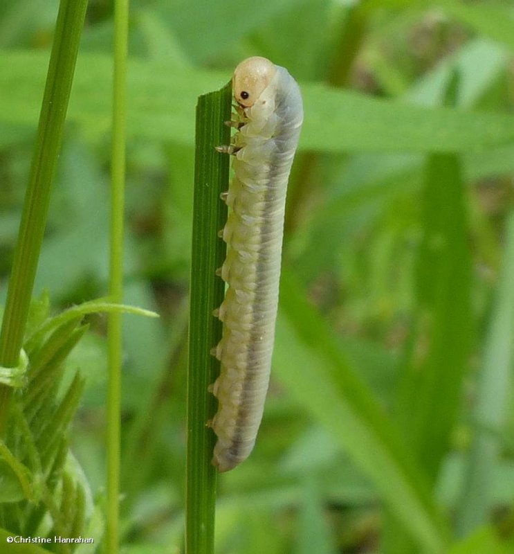Sawfly larva on grass blade