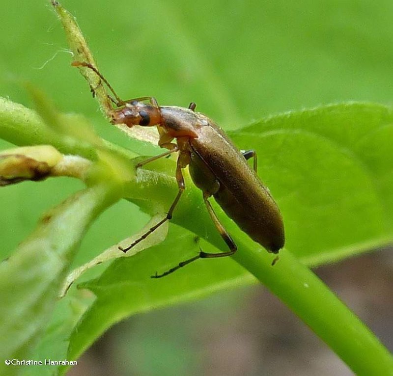 False longhorn beetle (Cephaloon)