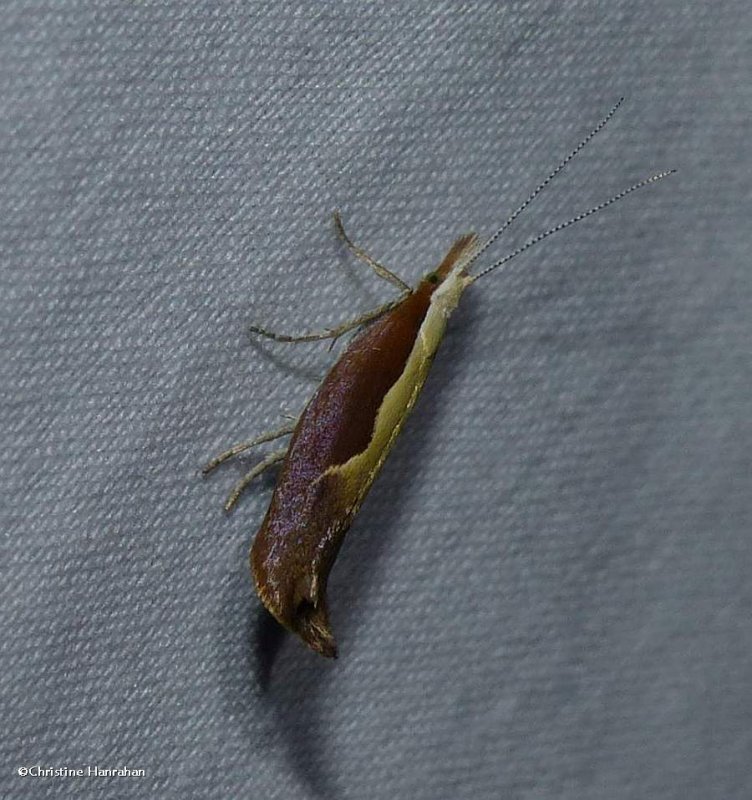 Honeysuckle Moth (Ypsolopha dentella), #2375