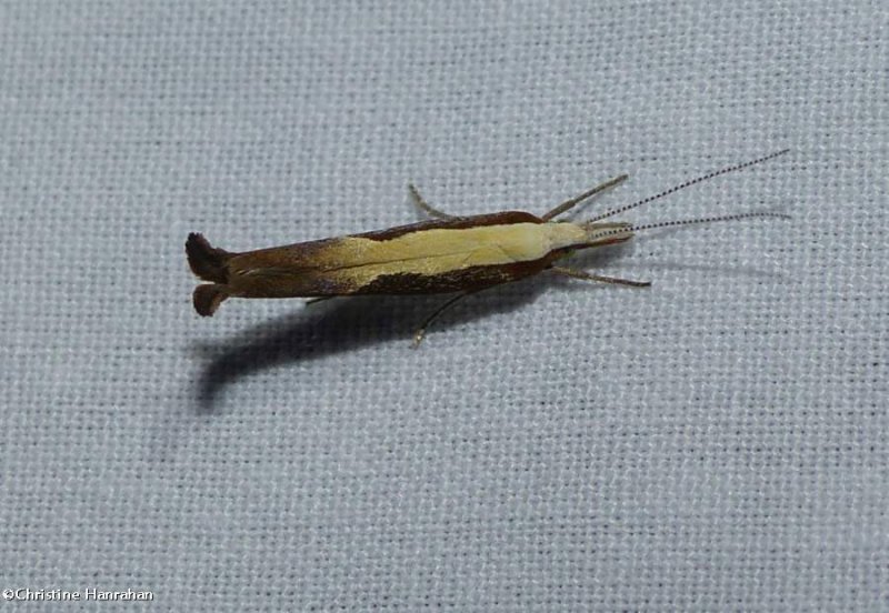 Honeysuckle Moth (Ypsolopha dentella), #2375