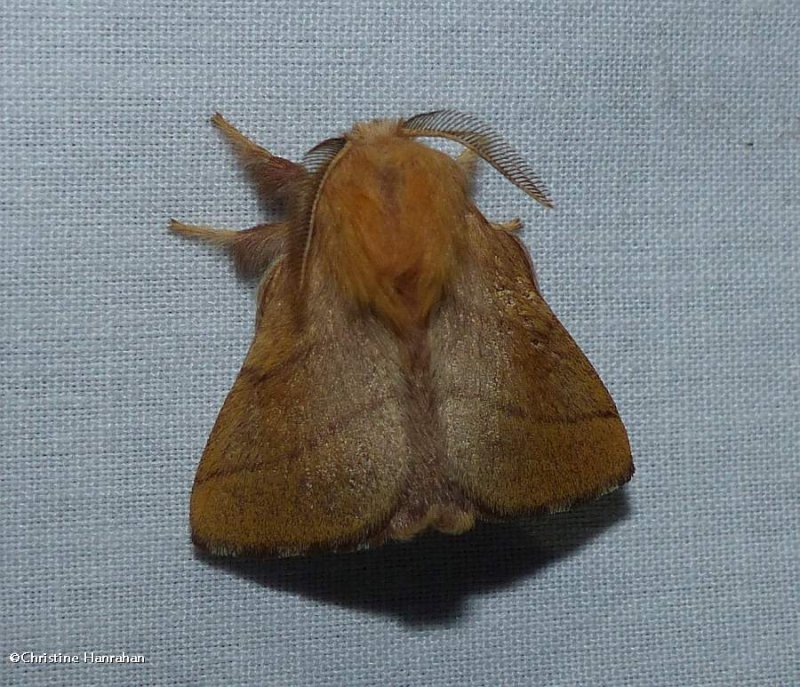 Forest tent caterpillar moth (Malacosoma disstria), #7698