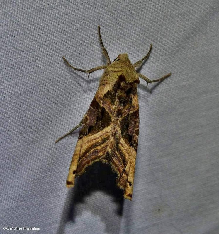 Olive-angle shades moth (Phlogophora iris), #9546