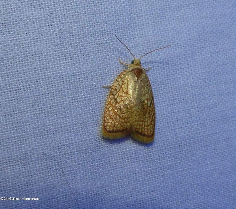 Maple leaftier moth (Acleris forsskaleana), #3501