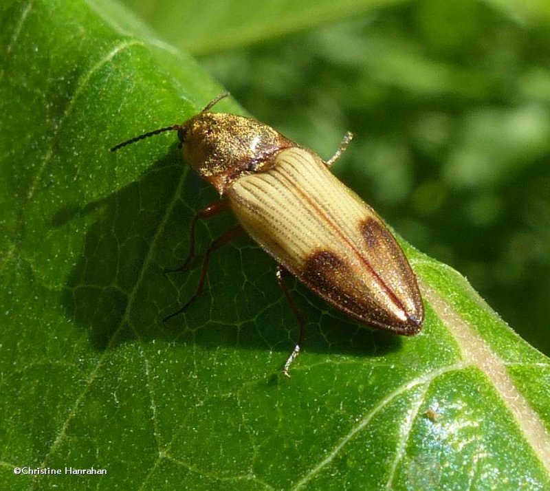 Click beetle (Pseudanostirus hamatus)