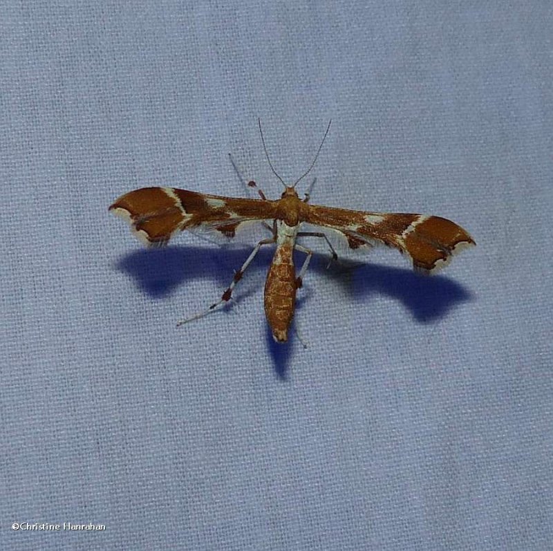 Rose plume moth  (Cnaemidophorus rhododactyla), #6105