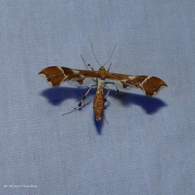 Rose plume moth (Cnaemidophorus rhododactyla), #6105