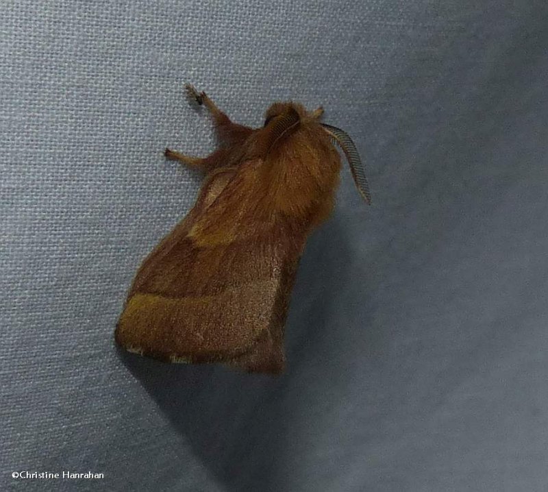 Forest tent caterpillar moth (<em>Malacosoma disstria</em>), #7698