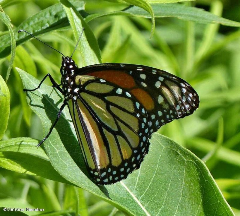 Monarch butterfly, female   (Danaus plexippus)