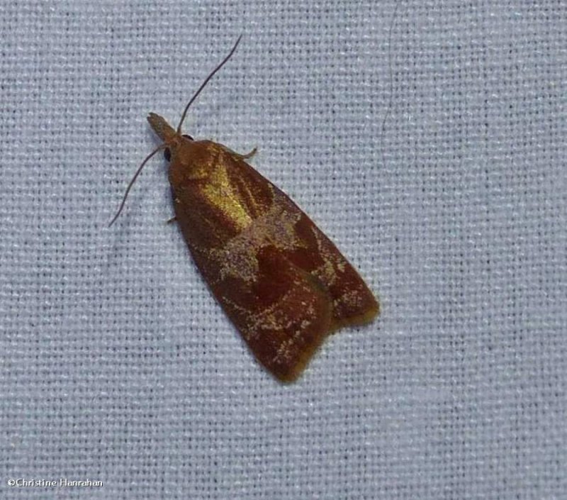 Spring dead-leaf roller moth   (Sparganothis diluticostana), #3716