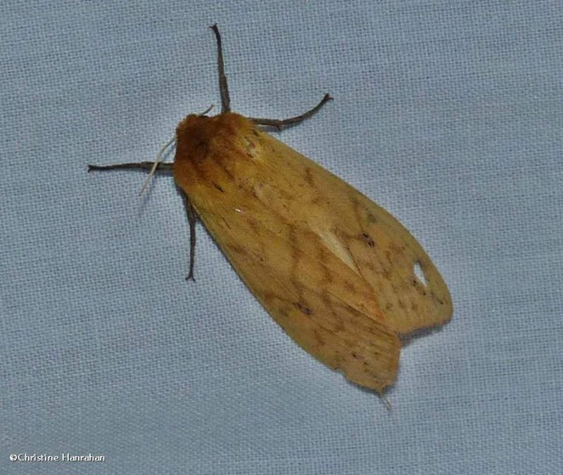 Isabella tiger moth (Pyrrharctia isabella)#8129