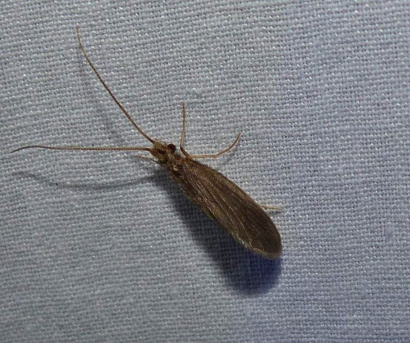 Caddisfly (Lepidostoma)