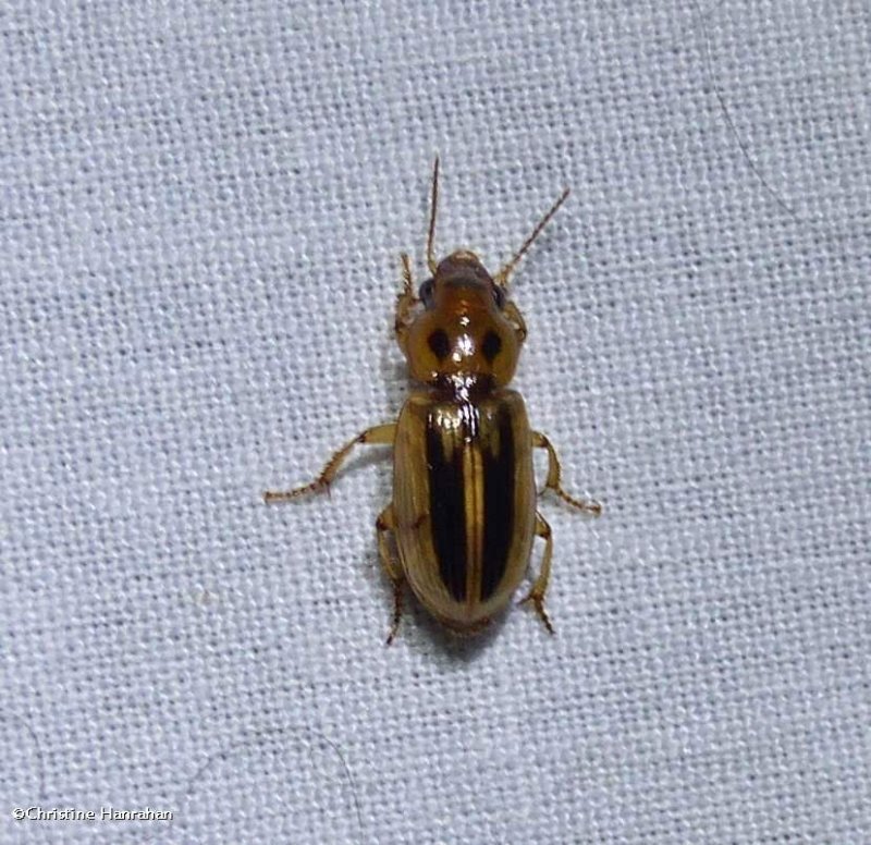 Ground beetle (Stenolophus)