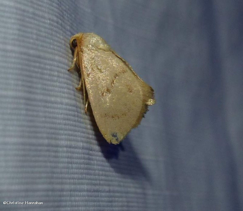 Red-crossed button slug moth  (Tortricidia pallida), #4653