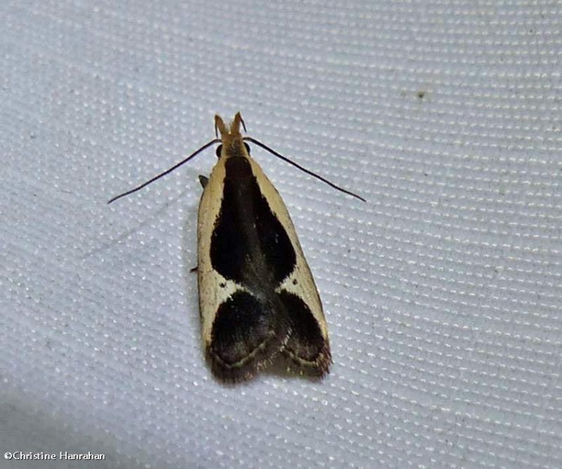 Cream-edged dichomeris moth (Dichomeris flavocostella), #2295
