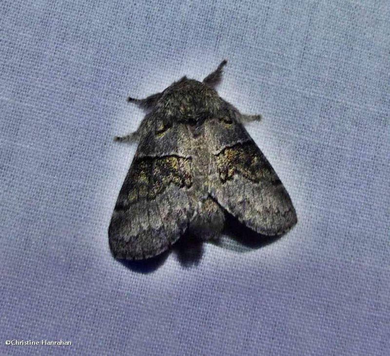 Common gluphisia (Gluphisia septentrionis), #7931