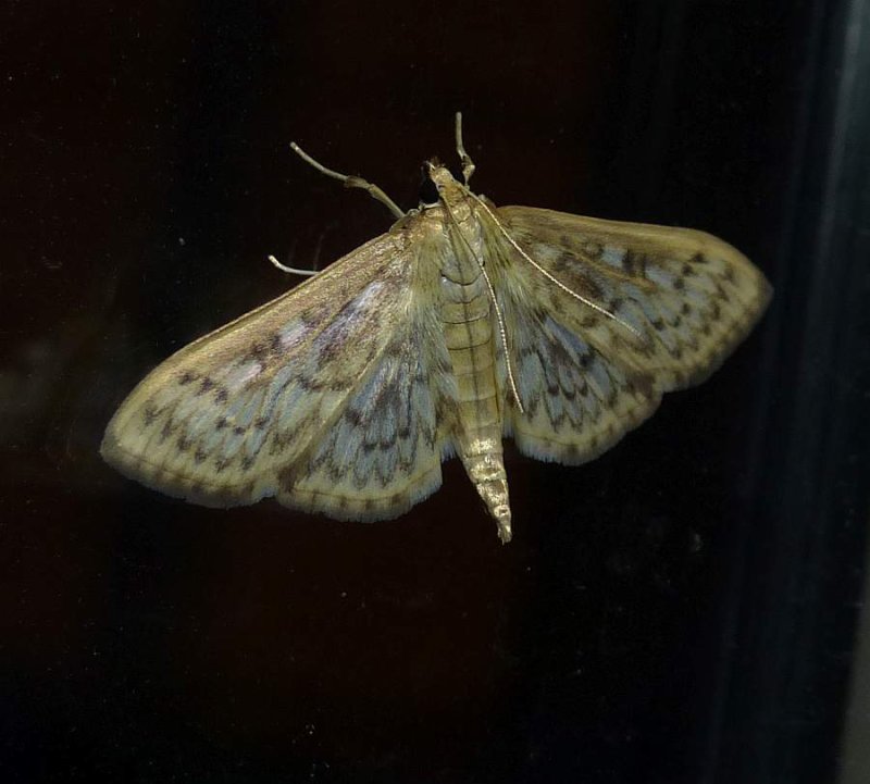 Bold-feathered grass moth (Herpetogramma pertextalis), #5275